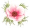 Painted Watercolor Anemone Flower. Red wedding anemone illustration