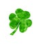 Painted watercolor shamrock isolated on white background for Saint Patrick day