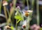 Painted White Butterfly on flower head