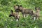 Painted wild dogs in young pack search their environment