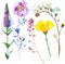 Painted wildflower flowers set in a watercolor style.