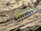 Painted woodlouse, Porcellio haasi