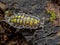 Painted woodlouse, Porcellio haasi, high yellow colour phase