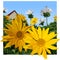 Painted yellow chamomile flowers on summer landscape background