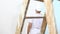 Painter man at work, with roller painting wall, wooden ladder in close up