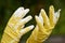 Painter`s hands in rubber gloves soiled in white paint close-up