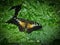 Painterly Colorful butterfly resting on a green leaf in a butterfly habitat.