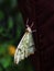 Painterly Colorful butterfly resting on a green leaf in a butterfly habitat.