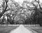 Painterly effect of Wormsloe Plantation in Savannah