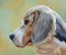 Painterly Illustration Of The Beagle