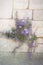 Painterly image of purple flowers in a Cotswolds wall