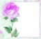 Painterly watercolor Rose blossom Flower frame copy ready