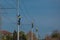 Painters or maintenance workers repairing catenary or electric poles for electricity on a railway or railroad line. Row of workers