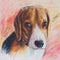 Painting of beagle portrait on canvas