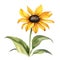 A painting of the Black-Eyed Susan plant. Ai-Generated.