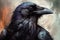 Painting of a black raven against blurred background