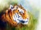 Painting of a bright mighty tiger head on a soft toned abstract