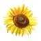 Painting of a bright sunny sunflower