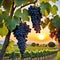 painting of bunch of grapes hanging from tree branch in vineyard at sunset