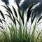 painting of bunch of tall grass in field with white background and white