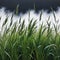 painting of bunch of tall grass in field with white background and white