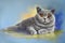 Painting cat british shorthair