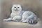 Painting cat british shorthair