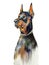 Painting doberman portrait on a white background, digital illustration, black dog on an isolated background