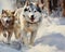 Painting with dogs running in the snow. Huskies in the wild, beautiful furry animals.