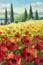 Painting field of red flowers poppies, mountains and cypresses under summer sky