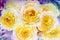 Painting flora art watercolor original illustration yellow color of roses.