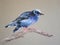 Painting of honeycreeper bird on tree branch