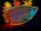 Painting of Isolated Red Male Dwarf Gourami