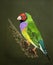 Painting of a Lady Gouldian Bird