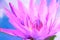 Painting Lotus purple pink- Stock Image