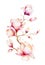 Painting Magnolia flower wallpaper. Hand drawn Watercolor floral