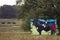 Painting of man painting cow in field with three real cows, New