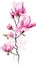 A painting of pink flowers on a white background, magnolia flowers.