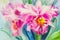 Painting purple,pink color of orchid flower and green leaves