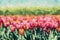 Painting of tulip field flowers in bloom in spring.