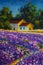 painting warm old rural house farmhouse in the purple lavender field