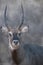 Painting of a Waterbuck.