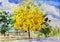 Painting watercolor landscape yellow color of golden tree flower