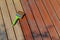 Painting wooden patio deck with protective oil