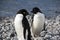 Pair of adelie penguins on beach