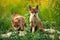 A pair of adorable cubs of red fox facing camera in the middle of the field