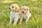 Pair of adorable Goldendoodle puppies in grass