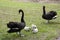 A pair of adult Australian black swans with baby cygnets