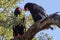 Pair of adult Bateleur Eagles Terathopius ecaudatus perched together in a tree in Kruger