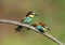 A pair of adult bee-eaters Merops apiaster